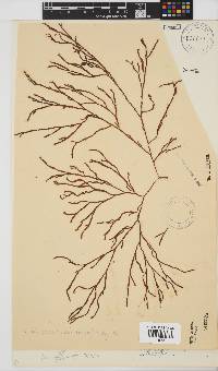 Scinaia salicornioides image