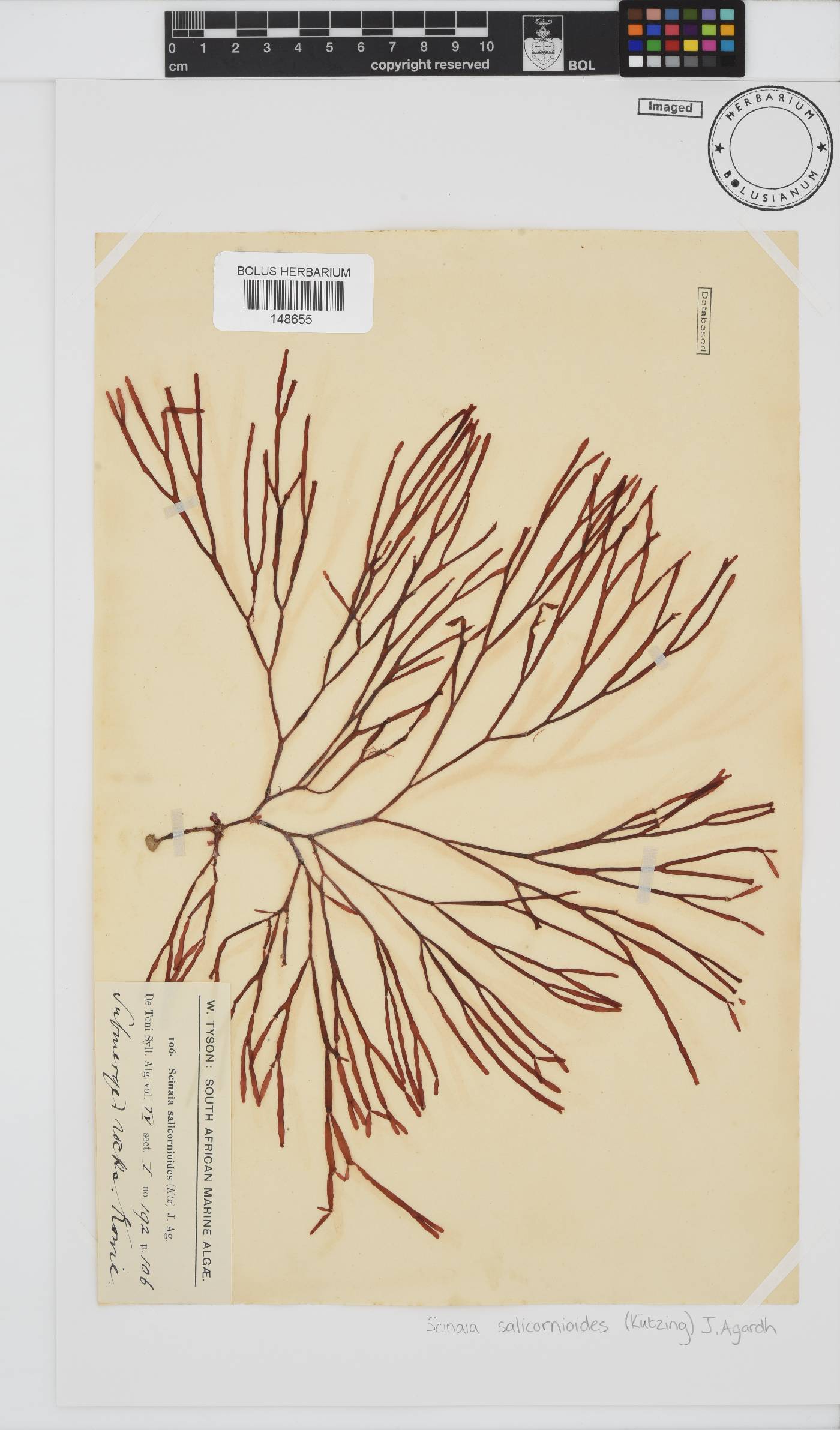 Scinaia salicornioides image
