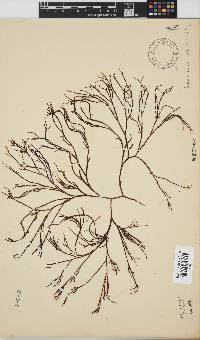 Scinaia salicornioides image