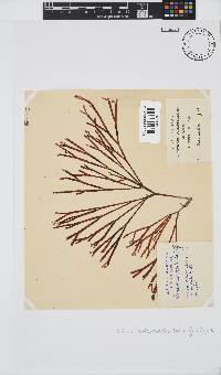 Scinaia salicornioides image
