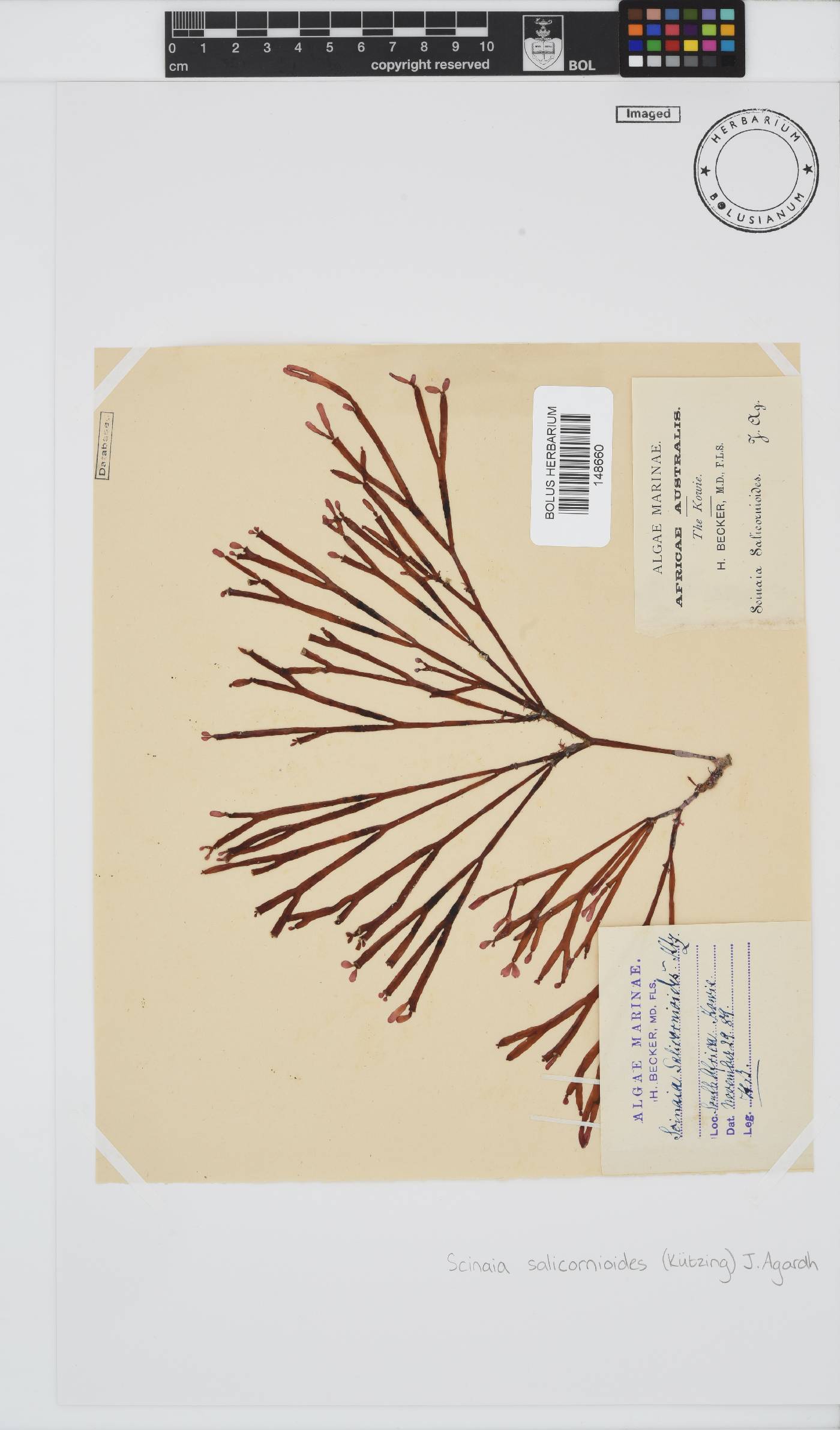 Scinaia salicornioides image