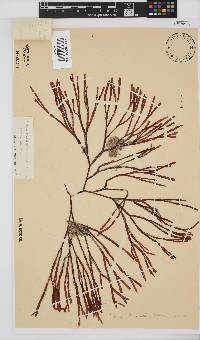 Scinaia salicornioides image