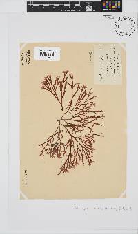 Scinaia salicornioides image