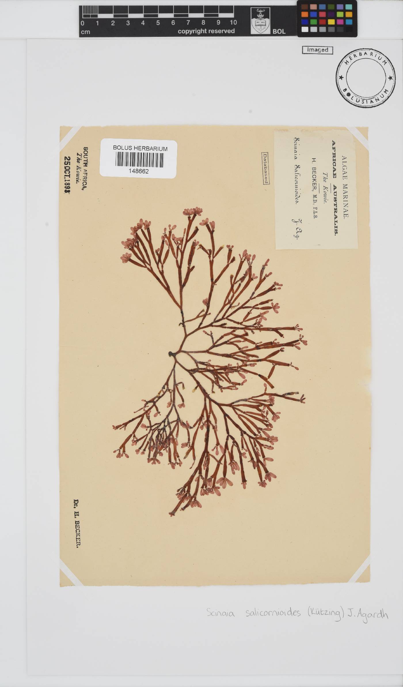 Scinaia image