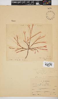 Scinaia salicornioides image