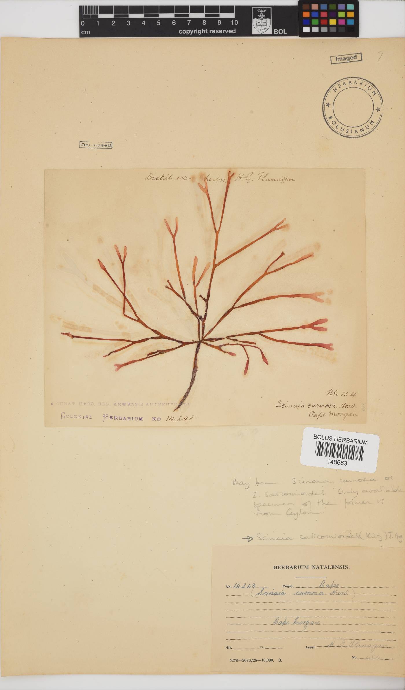 Scinaia salicornioides image