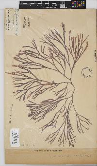 Scinaia salicornioides image