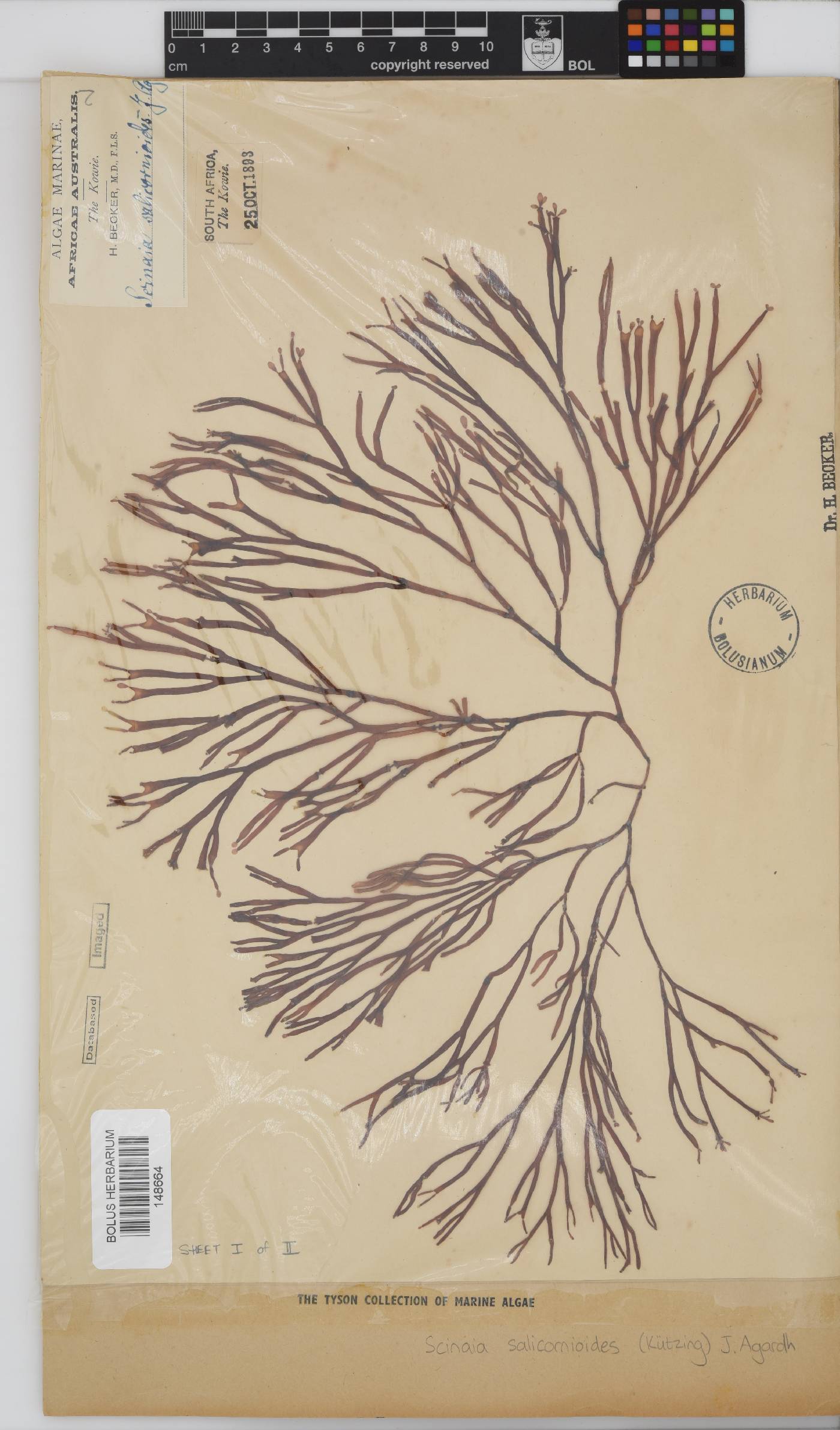Scinaia salicornioides image