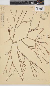 Scinaia salicornioides image