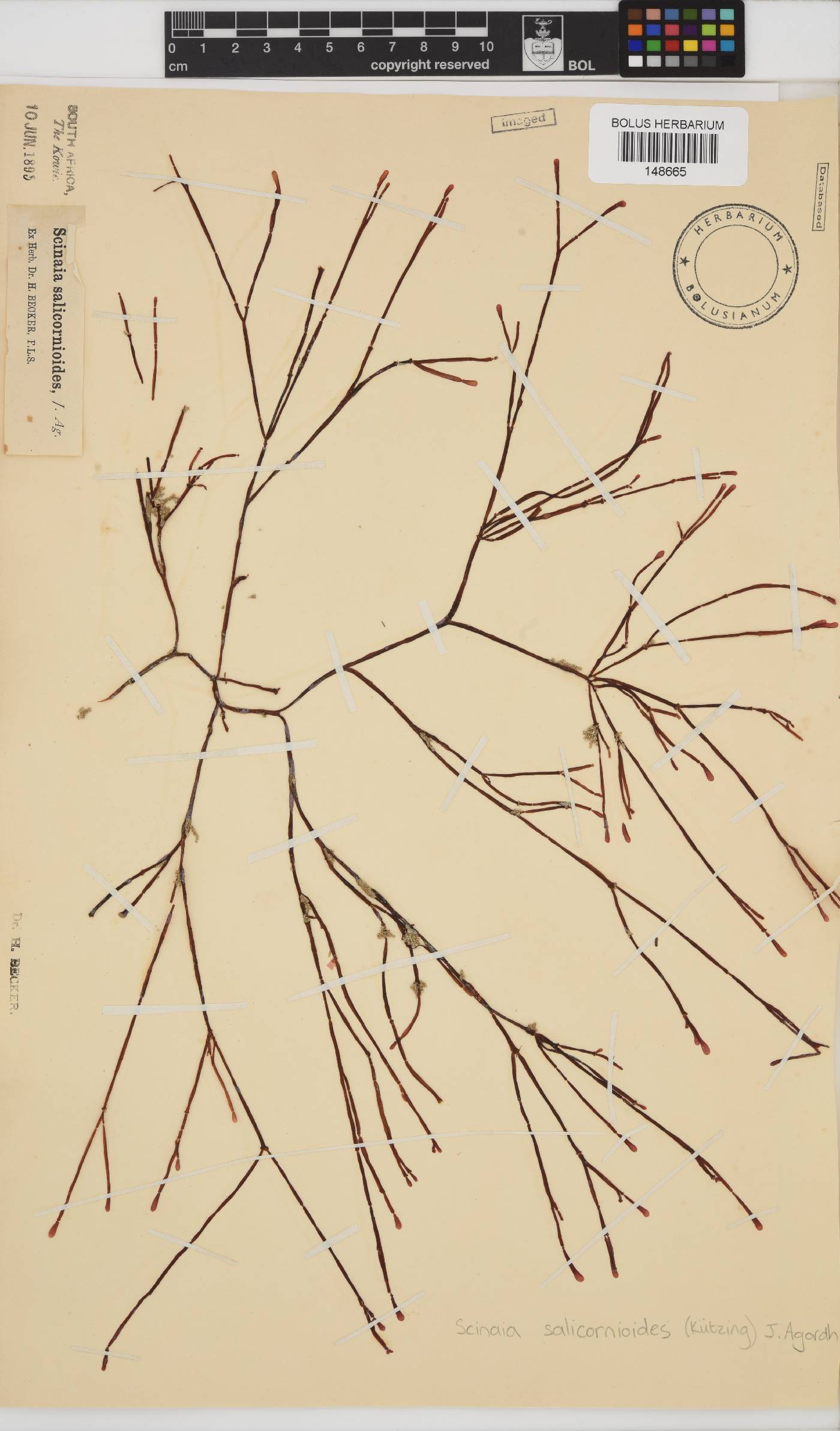 Scinaia salicornioides image