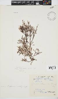 Scinaia salicornioides image
