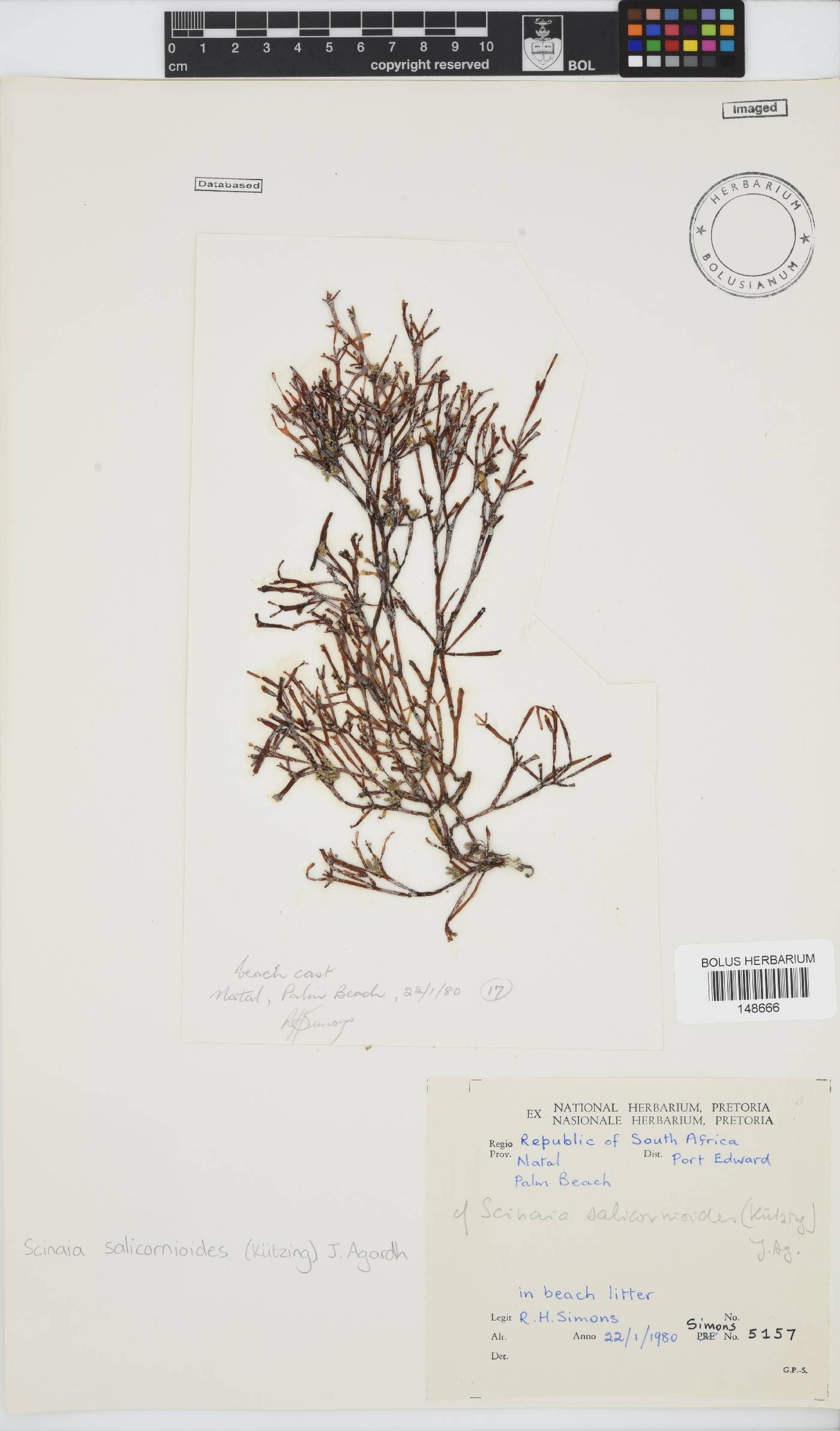Scinaia salicornioides image