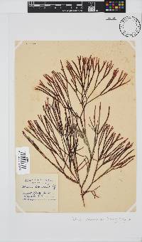 Scinaia salicornioides image