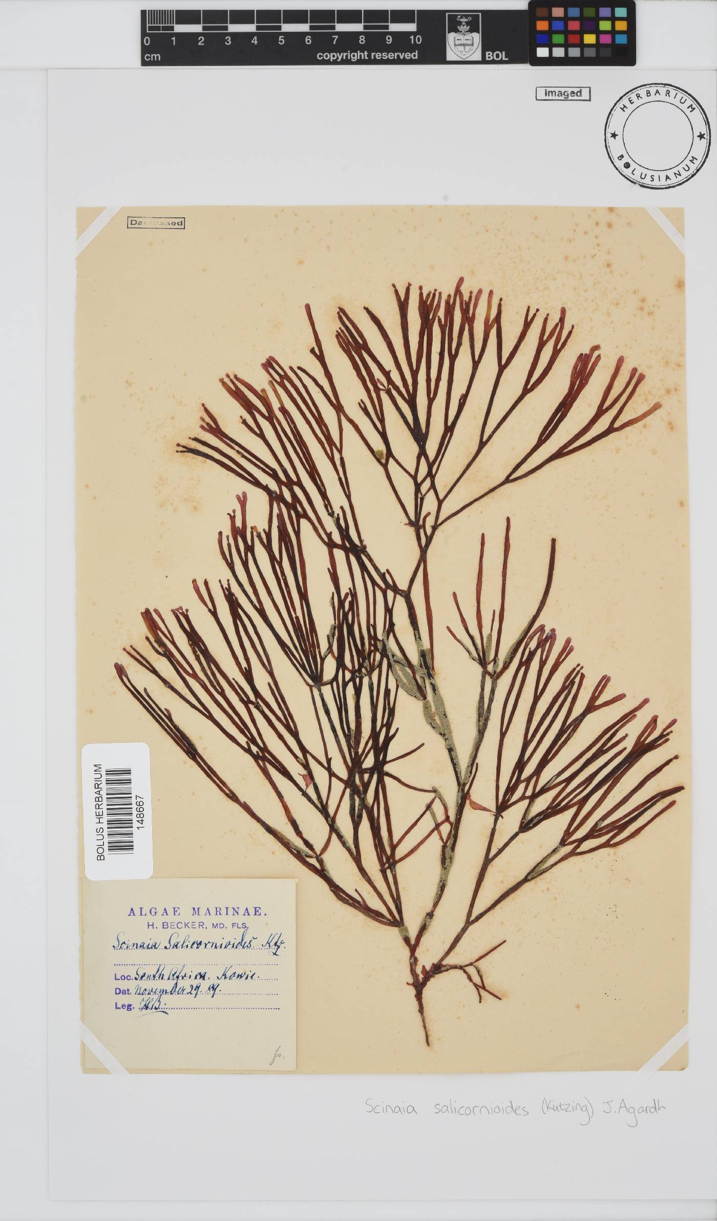 Scinaia salicornioides image