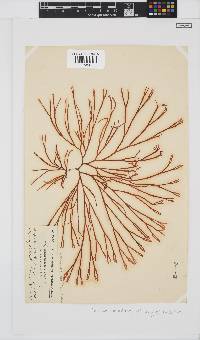 Scinaia salicornioides image