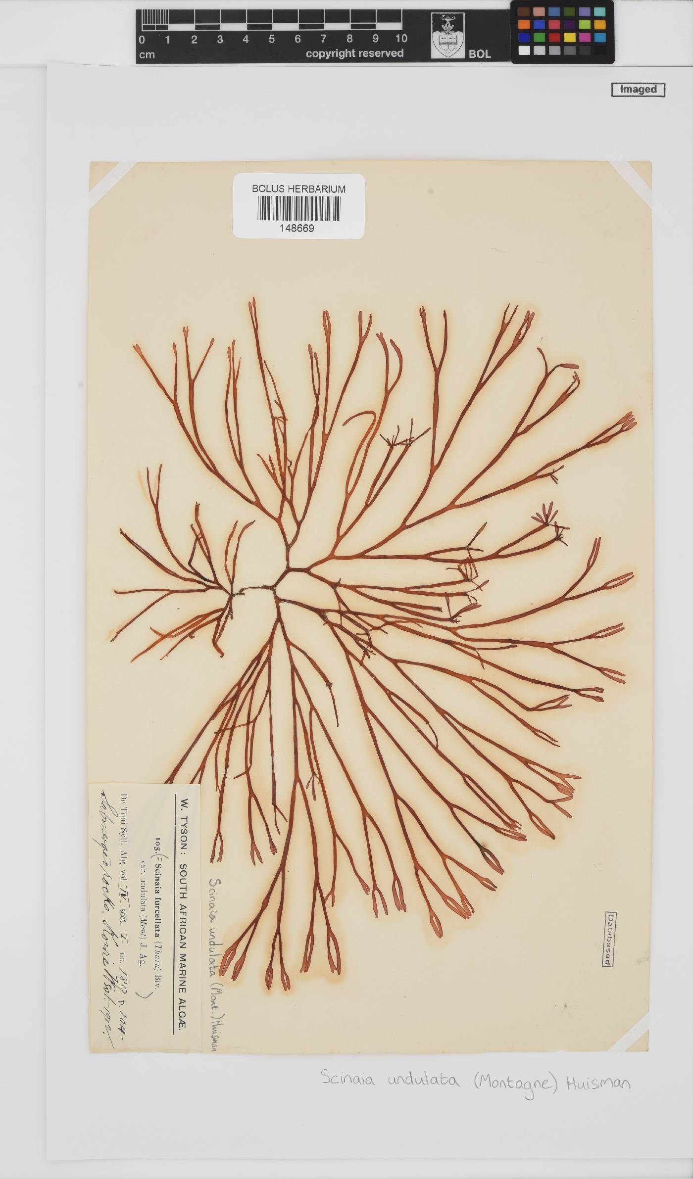 Scinaia undulata image