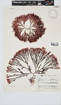 Scinaia capensis image
