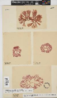 Scinaia capensis image
