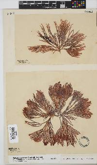Scinaia capensis image