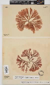 Scinaia capensis image