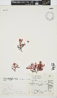 Scinaia capensis image