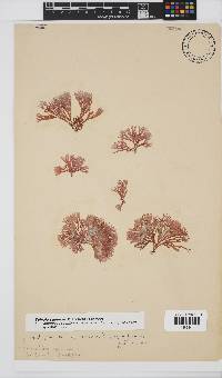 Scinaia capensis image