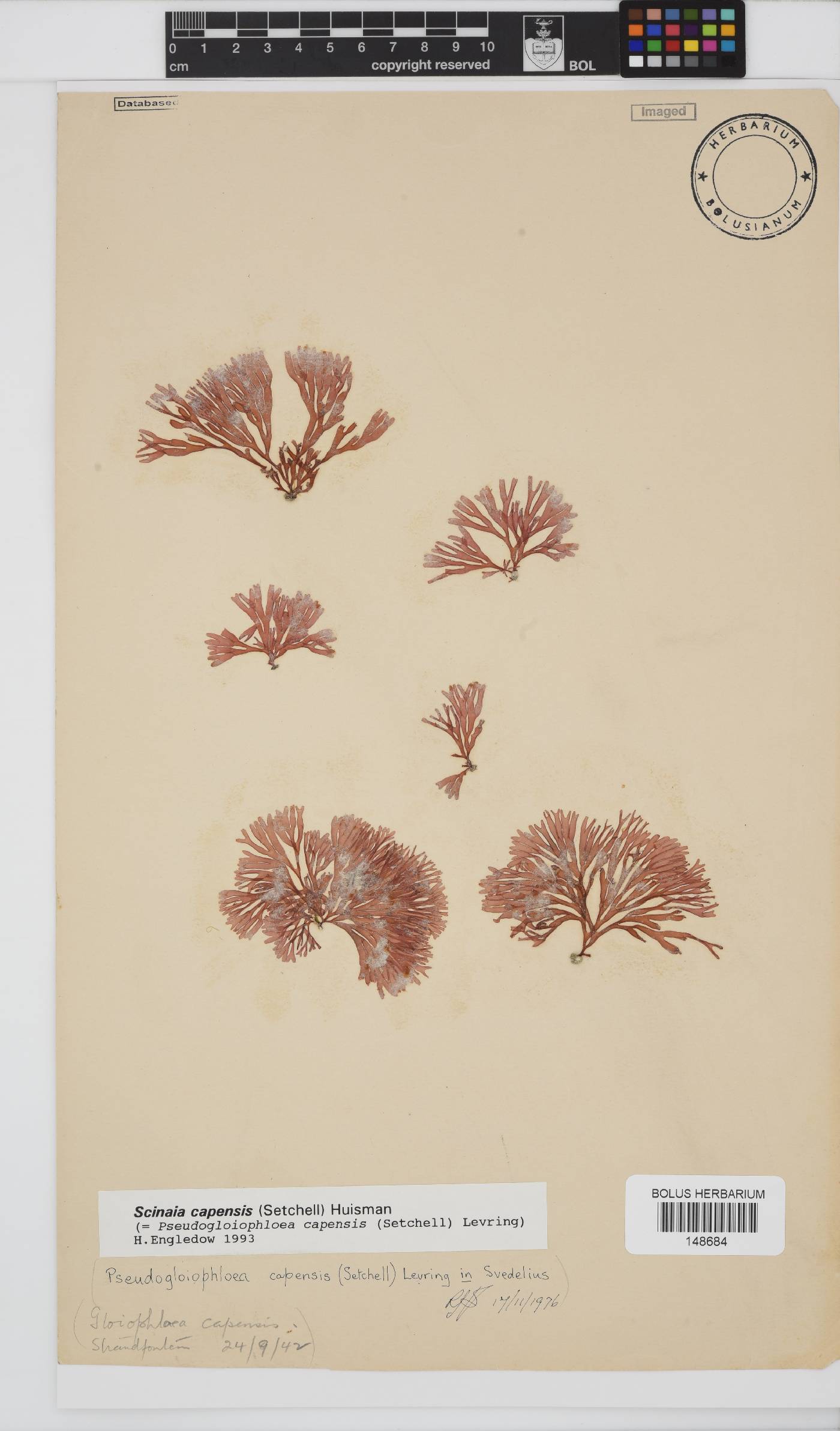 Scinaia capensis image