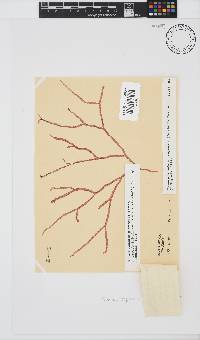 Scinaia capensis image