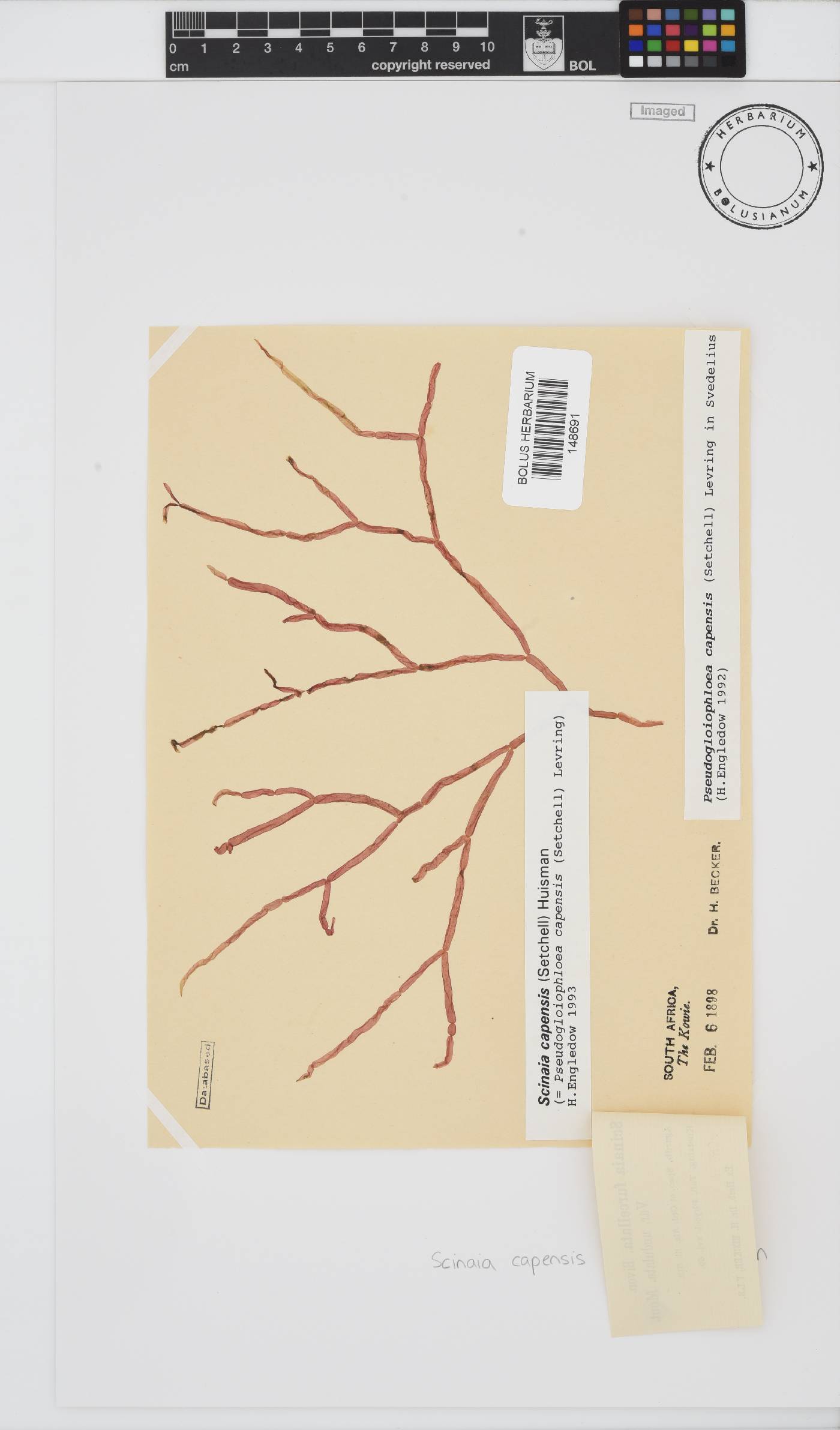Scinaia capensis image