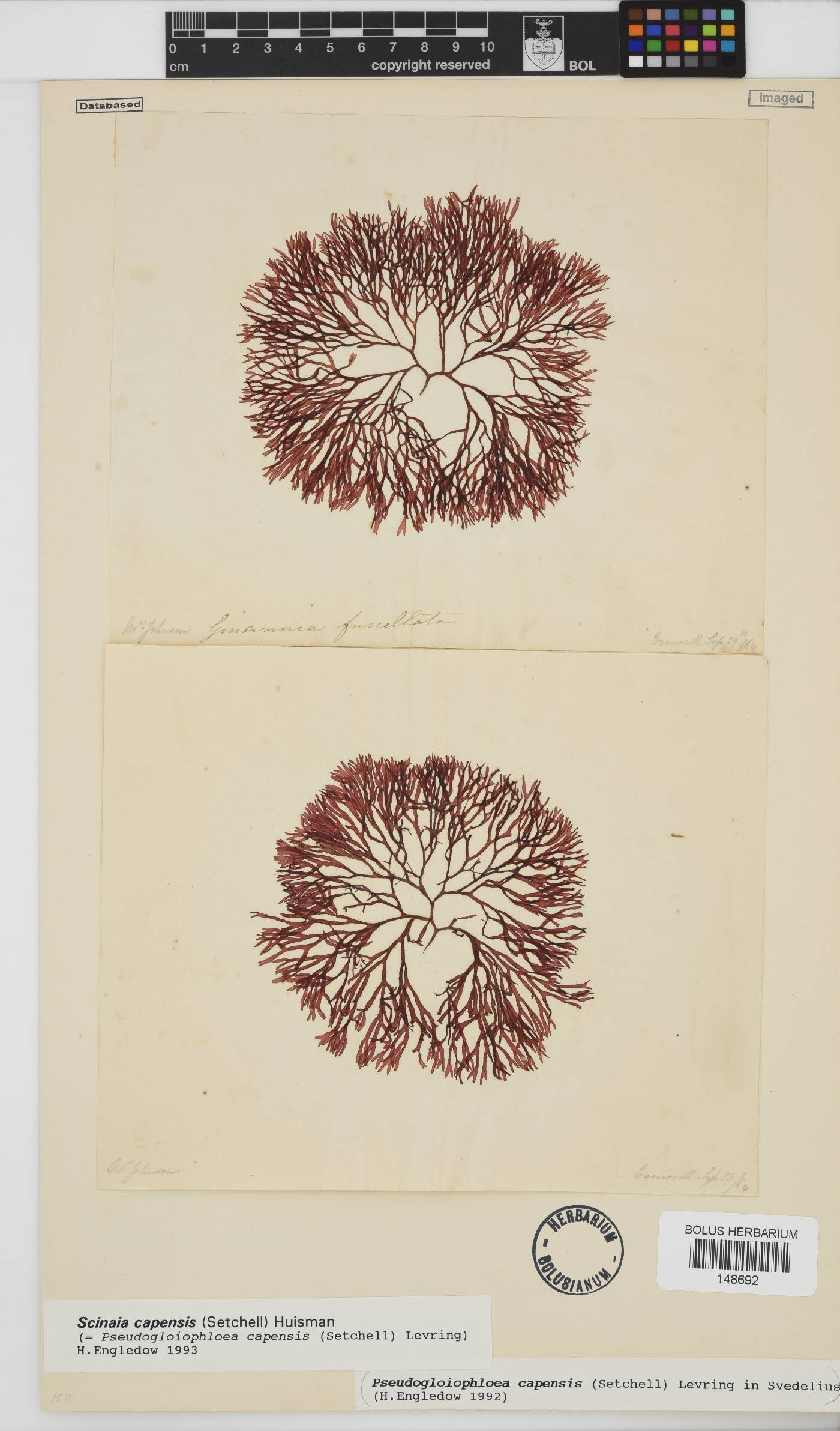 Scinaia image