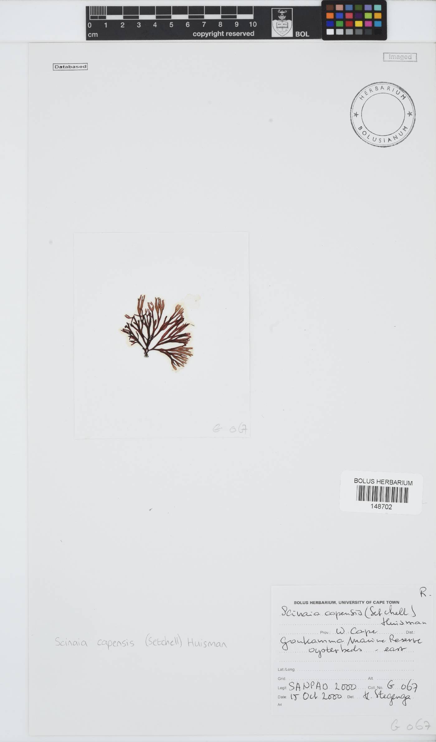 Scinaiaceae image