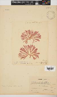 Scinaia capensis image