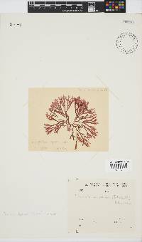 Scinaia capensis image