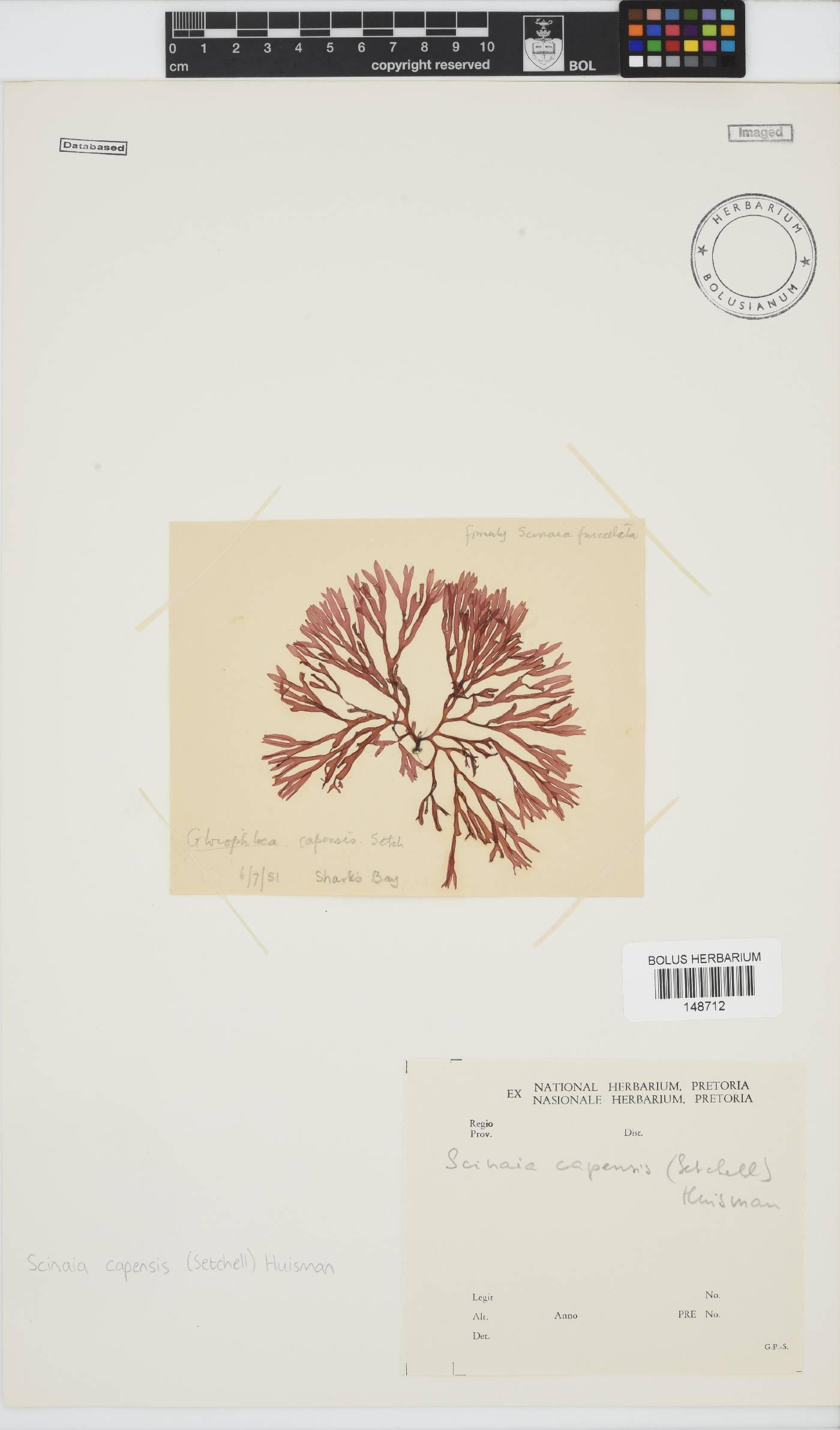 Scinaia image