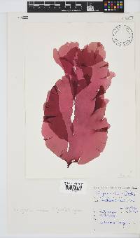 Schizymenia apoda image