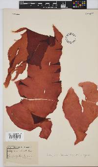 Schizymenia apoda image