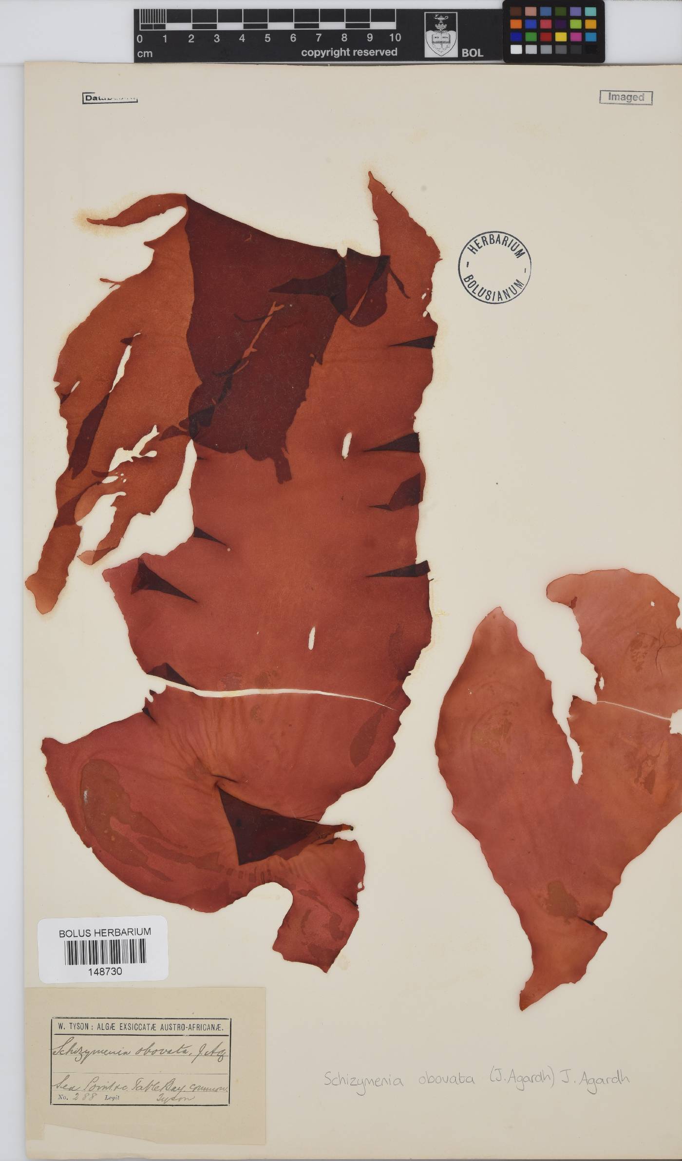 Schizymenia apoda image