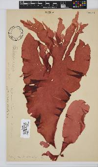 Schizymenia apoda image