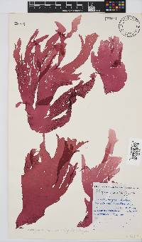 Schizymenia apoda image