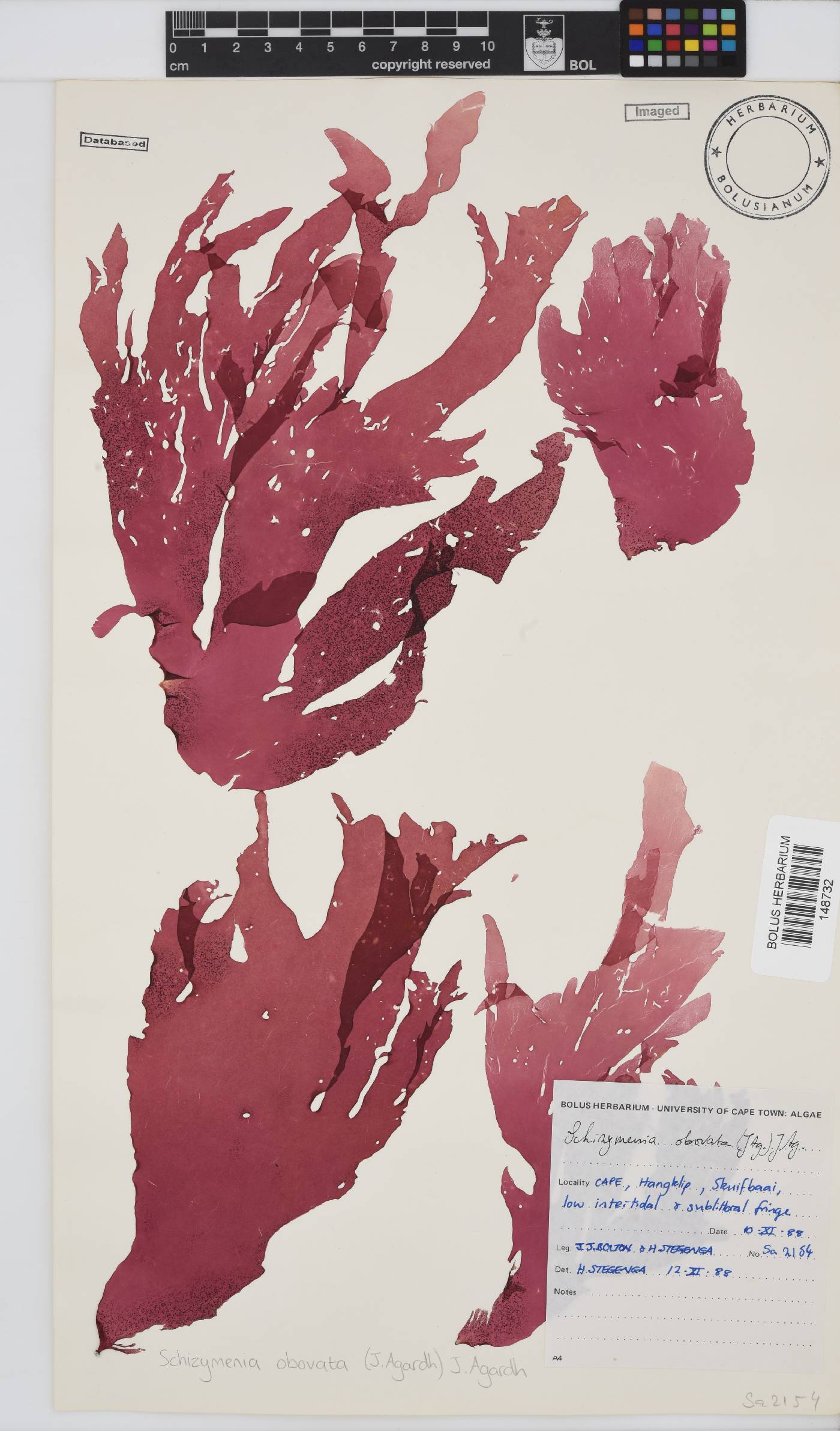 Schizymenia image