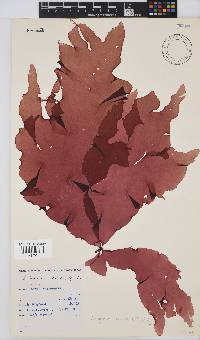 Schizymenia apoda image