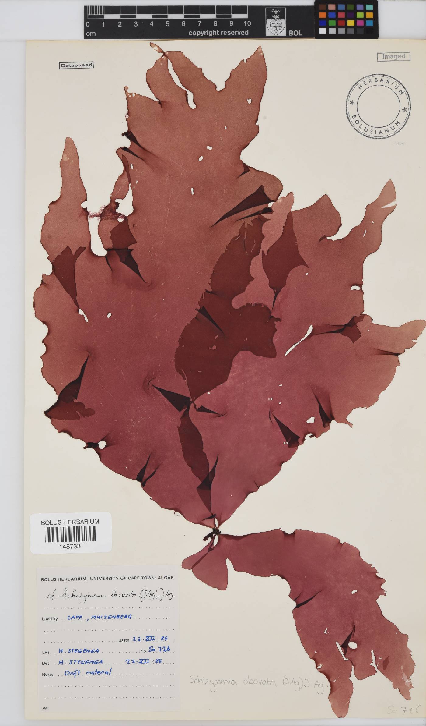 Schizymenia apoda image