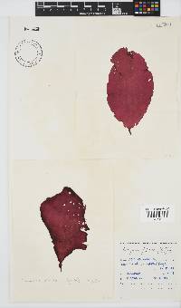 Schizymenia apoda image