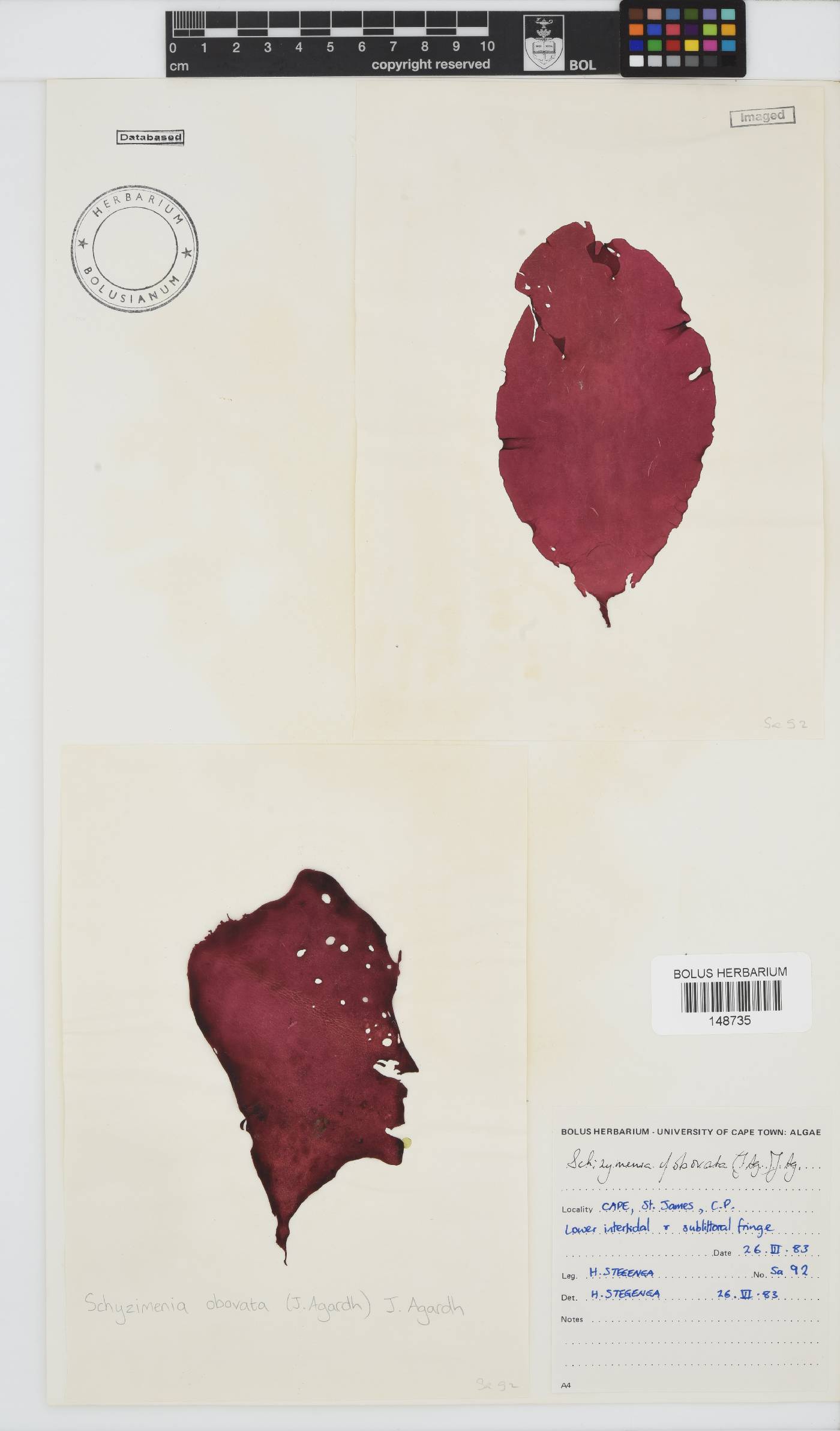 Schizymenia apoda image