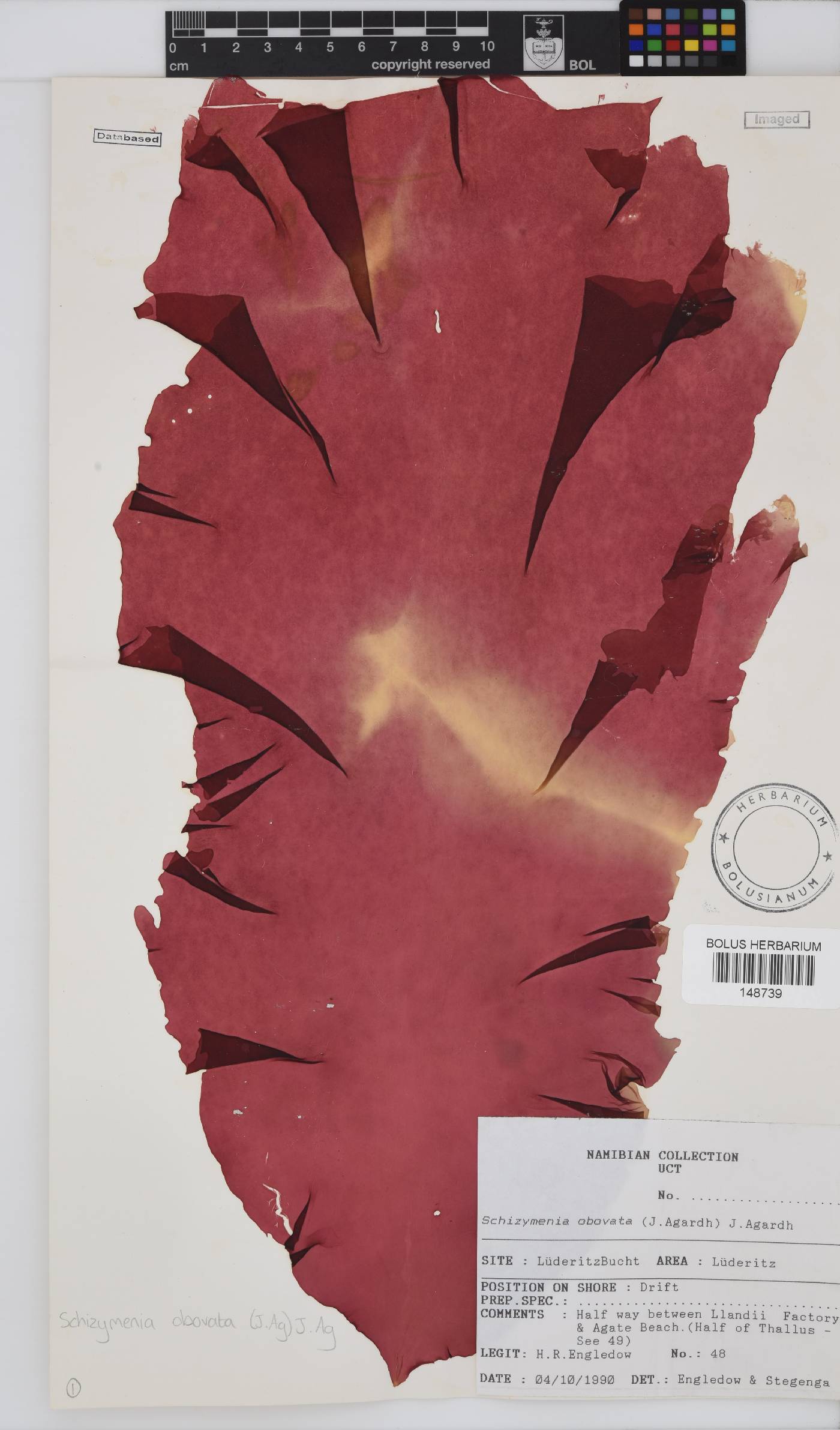 Schizymenia apoda image