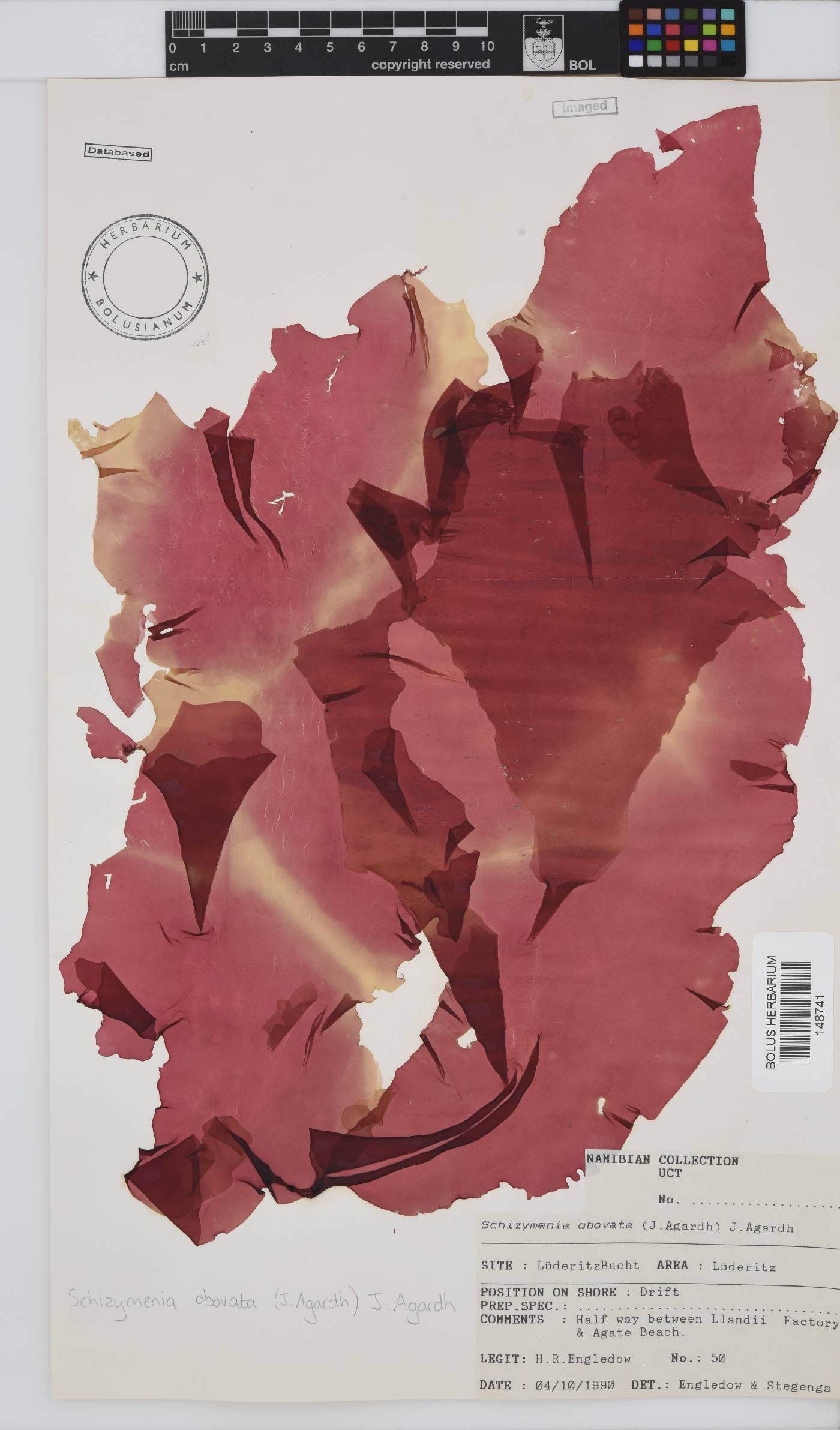 Schizymenia apoda image