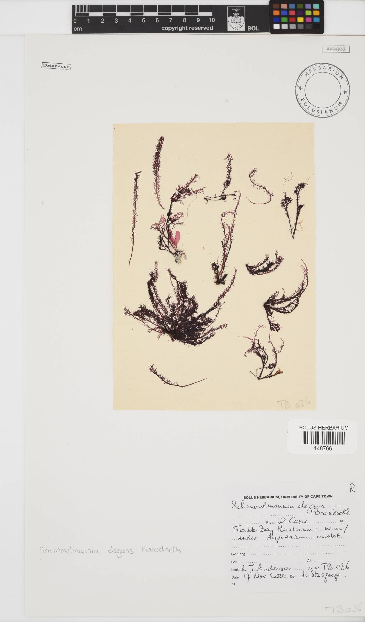 Schimmelmanniaceae image