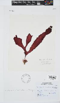 Sarcodia dentata image