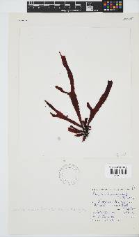 Sarcodia dentata image