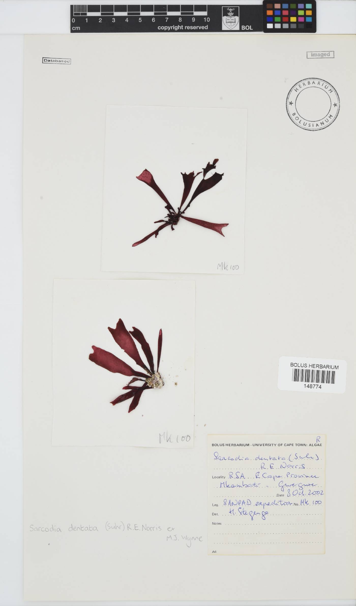Sarcodia image